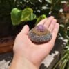 orgonita diamante amatista artesanal México